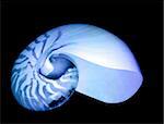 Beautiful blue nautilus sea shell laying on the black background