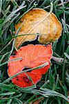 Frosty colorful fallen leaves lying on frozen grass on a cold fall morning