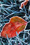 Frosty fallen tree leaf lying on frozen grass on a cold fall morning