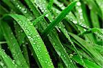 Big water drops on green grass blades, closeup