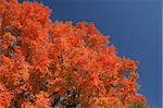 Tree with fiery red colors of autumn
