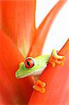 red-eyed tree frog (Agalychnis callidryas) in plant, macro with limited dof