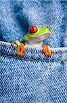 red-eyed tree frog (Agalychnis callidryas) closeup in jeans pocket