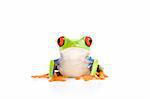 frog closeup - a red-eyed tree frog isolated on white