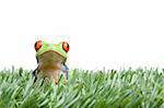 frog in the grass, a red-eyed tree frog closeup isolated on white
