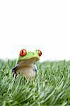 red-eyed tree frog (Agalychnis callidryas) in the grass, closeup isolated on white