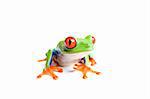 red-eyed tree frog (Agalychnis callidryas) closeup, isolated on white