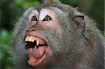 Angry wild monkey (long-tailed macaque) portrait
