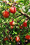 Red ripe apples on apple trees branches in the orchard