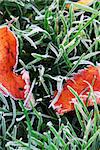 Frosty red fallen leaves lying on frozen grass on a cold fall morning