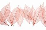 Red Skeleton Leaves on white background