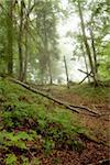 Beautiful green mystical forest , soft focus photo