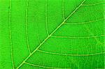 Green leaf background