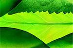 green leafs closeup