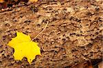 A single yellow maple leaf lying on a dead tree trunk with detailed texture.
