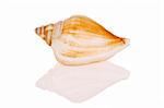 Seashell isolated on white background