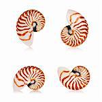 Nautilus seashells isolated on white background