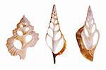 seashells isolated on white background