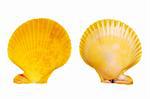 Scallop shells isolated on white background