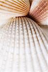 Three seashells on sand close up