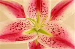 an image of a lilly