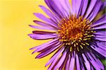 A close up of a bright purple flower with a yellow background