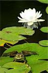 A bullfrong sits on a lily pad with a white lotus flower in the background