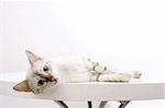 Portrait of a white bengal cat laying over white background