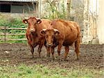 Original czech cows (race: Èeská èervinka)