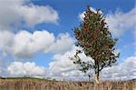 Holly tree with red berries in winter against a blue sky and cumuls clouds.