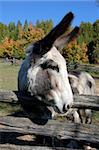 Close-up picture of a donkey with a fall background
