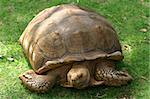 A giant Galapagos tortoise