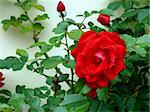 closeup portrait of garden red rose with leaf