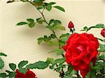 portrait of garden red rose with leaf