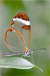 Closeup of an butterfly with transparent wings. You can see every detail of the butterfly.