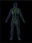 3d rendered anatomy illustration of a human shape with the lymphatic system