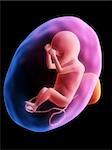 3d rendered illustration of a human fetus