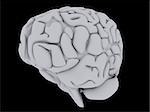 3d rendered anatomy illustration of a grey human brain