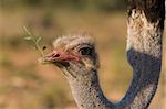 Close up of an ostrich feeding on plants