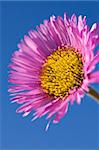 A Erigeron Speciosus Charity shot against a deep blue summer sky.