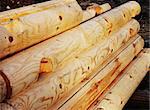 Log Pile with yellow wood texture