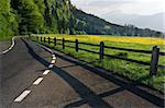 A country road next to a yellow flowered field in Switzerland