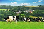 Cows grazing in a green pasture in rural Brittany, France.