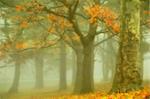 golden leaves and trees in autumn foggy morning