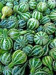 Background of green miniature pumpkins