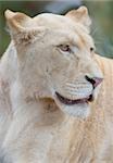 white lioness portrait