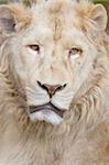 white lion portrait