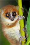 Wild mouse lemur, Madagascar 2