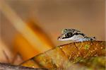 Wild gecko, Madagascar