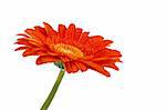 colorful flower: red gerbera on white background